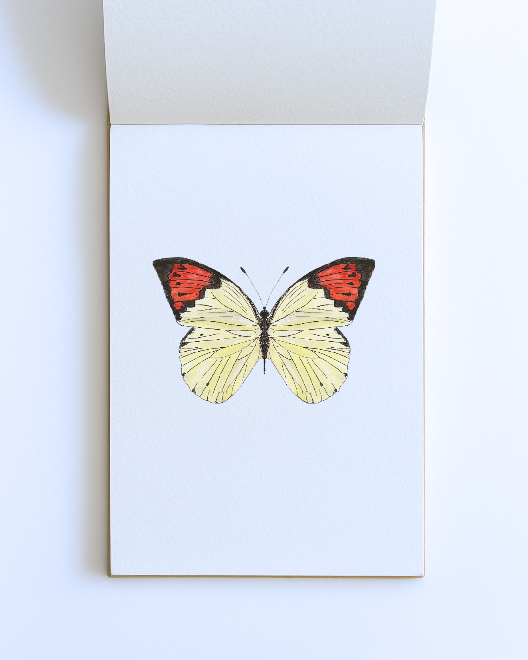 Red-Tip Butterfly – A5 Fine Art Print
