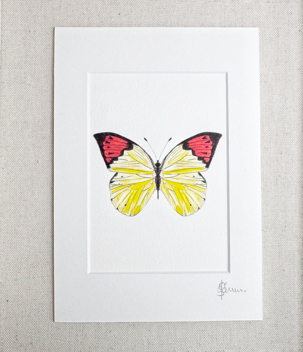 Red-Tip Butterfly – A5 Fine Art Print