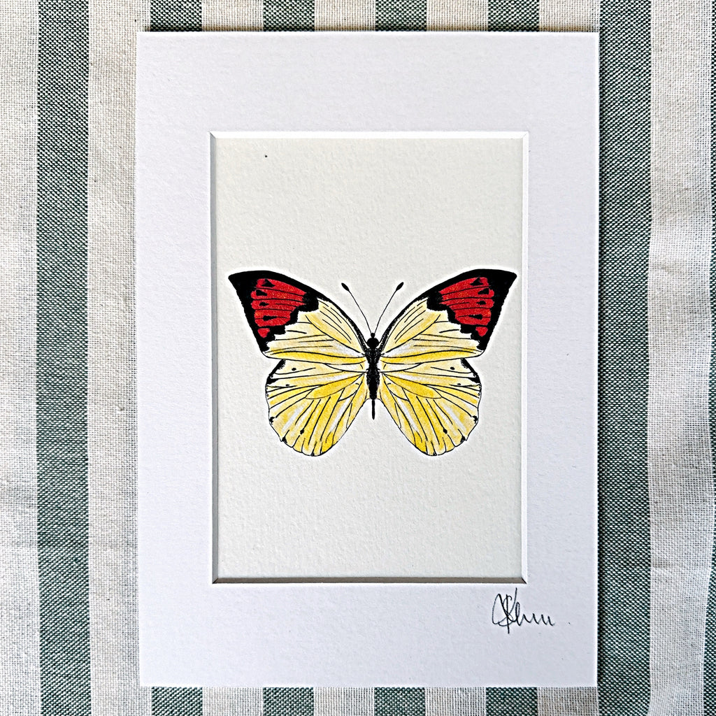 Red-Tip Butterfly – A5 Fine Art Print